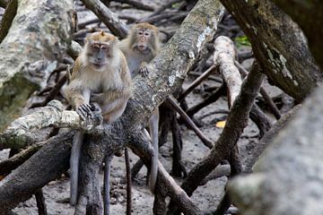 Sitting Monkeys by Myrna's Photography