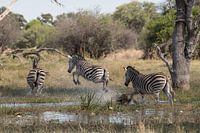 From Zebra - Jump