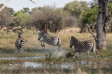 De Zebra - Sauter sur Jeroen Zelle