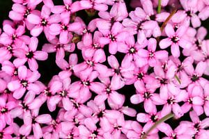 Roze bloemen van de stengelloze silene in Zwitserland von Dennis van de Water