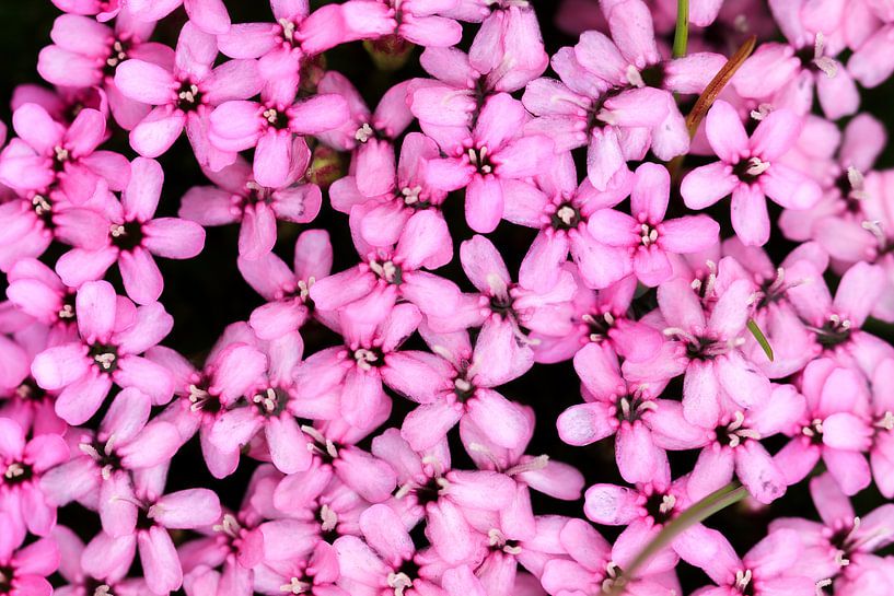 Roze bloemen van de stengelloze silene in Zwitserland von Dennis van de Water