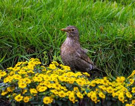 Blackbird in the flowerbed