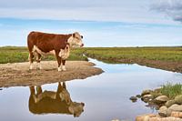 De stoïcijnse stier