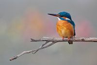 Kingfisher in beautiful pastel colours