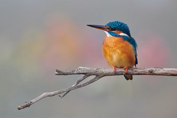 Eisvogel in schönen Pastellfarben von Eisvogel.land - Corné van Oosterhout