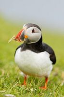 A puffin up close