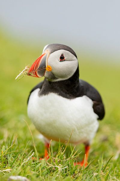 A puffin up close by Bjorn Donnars