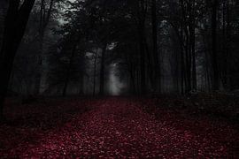 ein Waldweg von Pixel4ormer