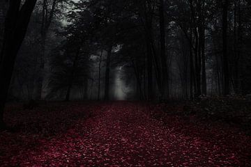 a forest path by Pixel4ormer