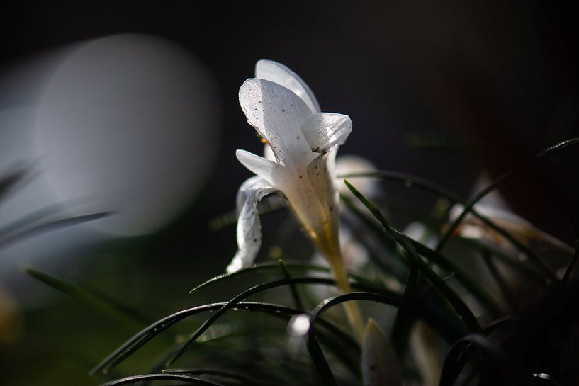 der Krokus und der Mond von Tania Perneel