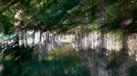 impressionistisch Berkenbos by Paul Pijpers