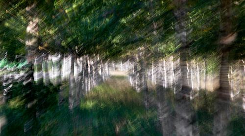 impressionistisch Berkenbos