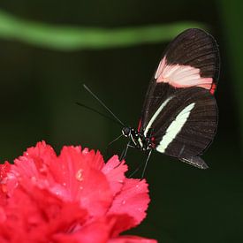 Kleiner Kurier von Matthias Brix