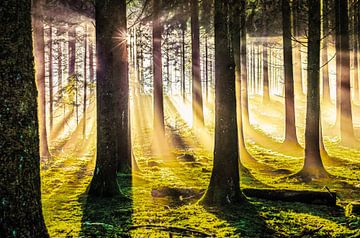 Herfstbos in de magie van het licht van Nicc Koch