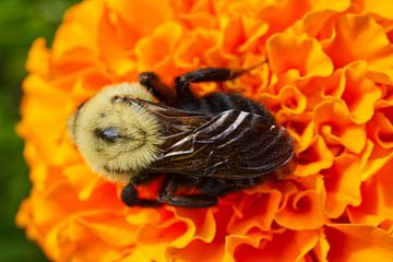 Zimmermanns-Biene auf Ringelblume von Iris Holzer Richardson