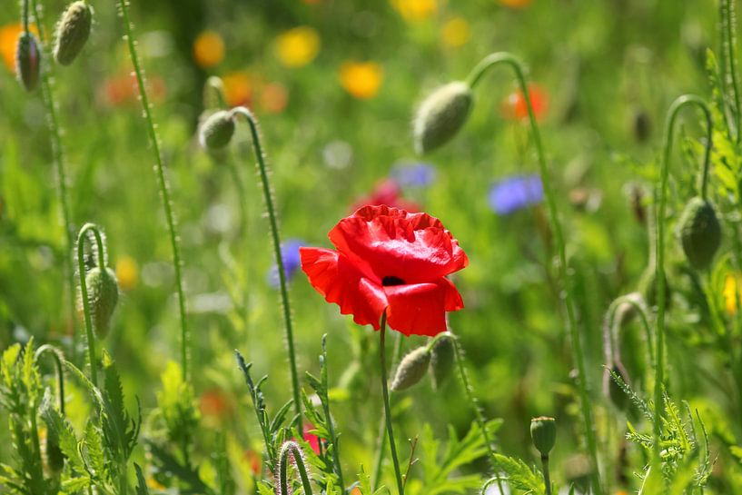 Fleur de pavot par Thomas Jäger