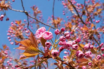 Bloeiende roze Prunus van Arjan van der Veer