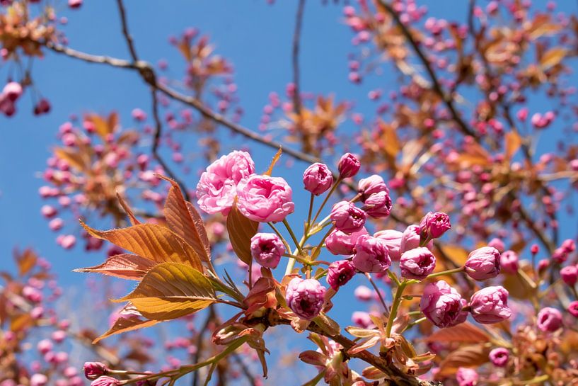 Flowering pink Prunus by Arjan van der Veer