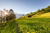 L'Alm vert