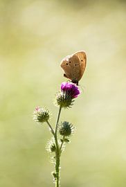 Butterfly on flower by Kashja Neels