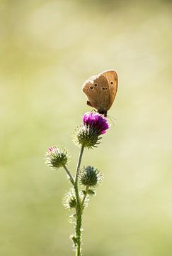 Vlinder op bloem van Kashja Neels