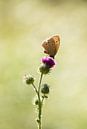Schmetterling auf Blume von Kashja Neels Miniaturansicht