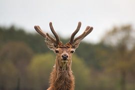 Noble such a deer by Natuurpracht   Kees Doornenbal
