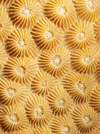 Diploastrea heliopora sur Enak Cortebeeck