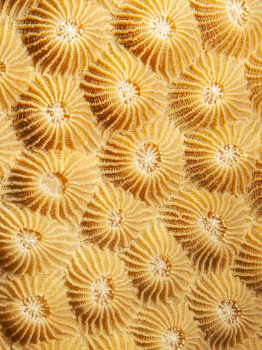 Diploastrea heliopora