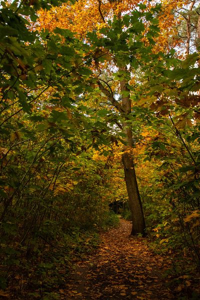 Herbst, Warandebos Tilburg von Nynke Altenburg