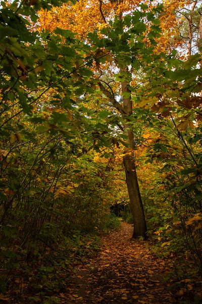 Automne, Warandebos Tilburg par Nynke Altenburg