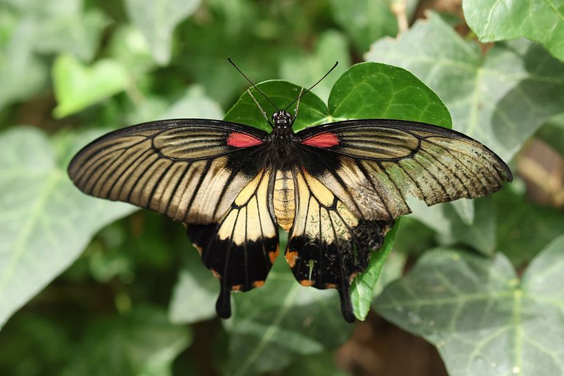 Spread your wings by Daniëlle Eibrink Jansen