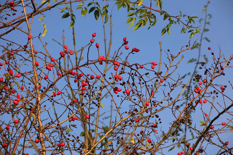 Rose hips by Thomas Jäger