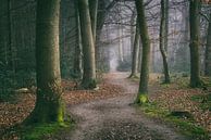 Gewundener Waldweg zwischen Buchen im Nebel von Peter Bolman Miniaturansicht