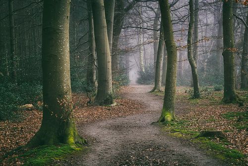 Kronkelig bospad tussen beukebomen in de mist