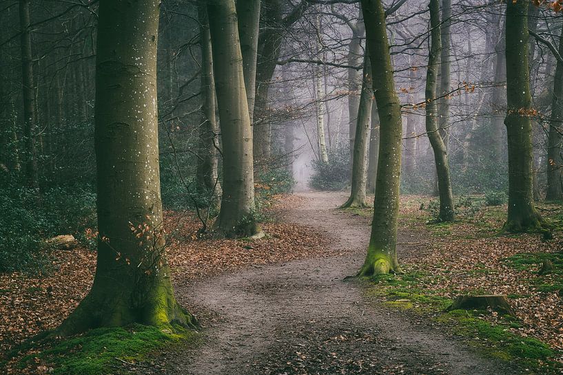Gewundener Waldweg zwischen Buchen im Nebel von Peter Bolman