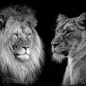 Lion and lioness portrait in black and white by Marjolein van Middelkoop