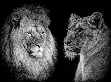 Portrait d'un lion et d'une lionne en noir et blanc sur Marjolein van Middelkoop