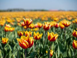 rood en gele tulpen von Chris van Es