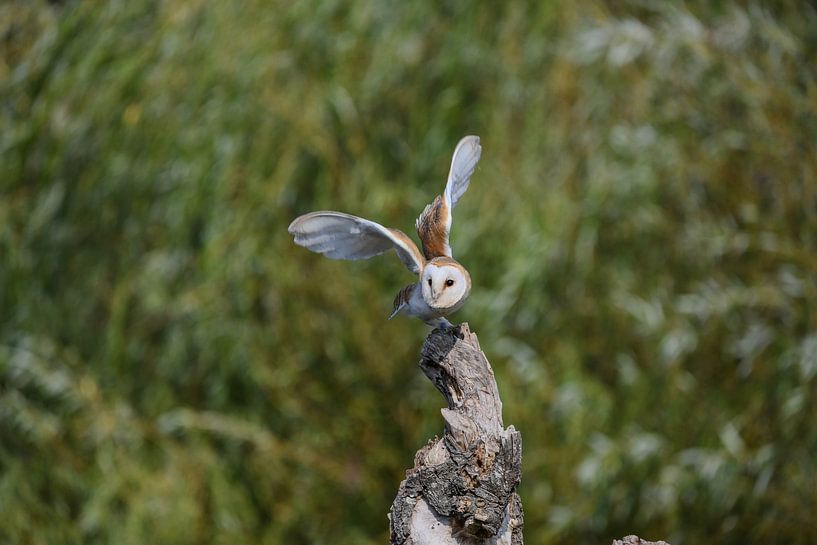 Barn owl by Erik Ramaker den Ouden