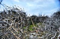 lost in the branches