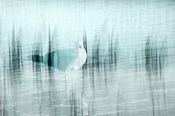 MEEUW OP LAAG WATER (ICM ) van Petra Terpstra