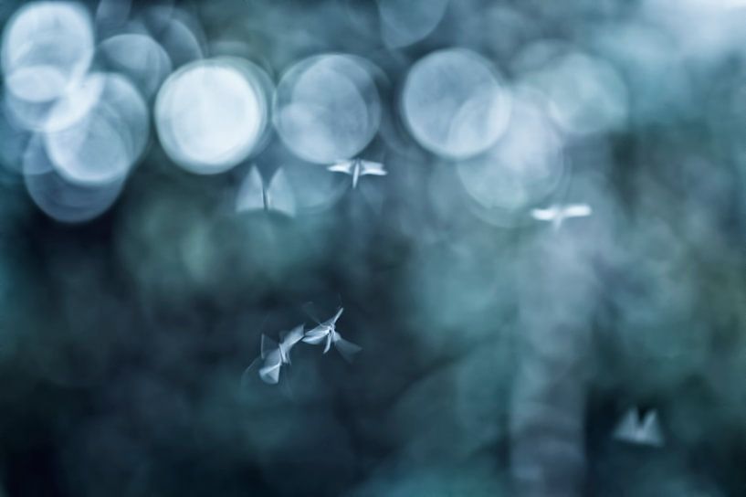 Dancing in the dark (Bild von fliegenden Mücken in schönem Farbton) von Birgitte Bergman