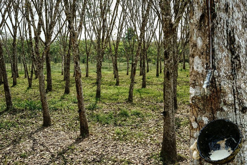 Rubber Tree by Stefan Havadi-Nagy