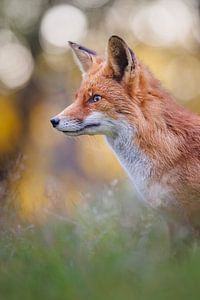 Renard roux