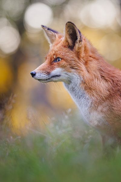Rotfuchs von Pim Leijen