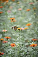 Butterfly in sea of flowers grey green