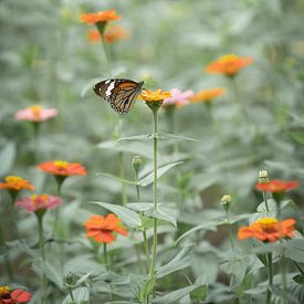 Butterfly in sea of flowers grey green by Martijn Koevoets