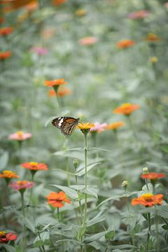 Papillon dans une mer de fleurs gris-vert sur Martijn Koevoets