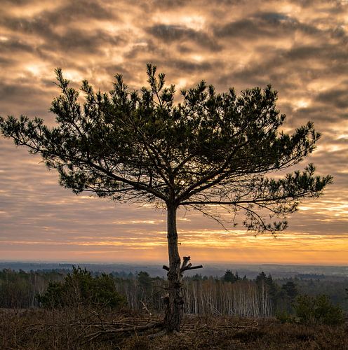 Lonely tree
